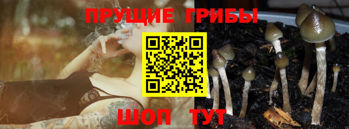 Галлюциногенные грибы Psilocybine cubensis Зеленогорск